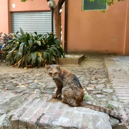 Il Sitarein * Boloňa