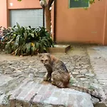 Il Sitarein * Bologna