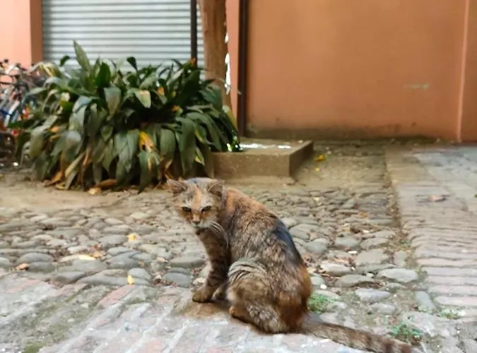 Il Sitarein * Μπολόνια